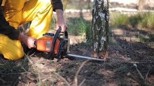 Trusted Kurtistown, HI Tree Services Experts